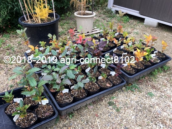 f:id:agri-connect:20191126224521j:plain f:id:agri-connect:20191126224521j:plain
