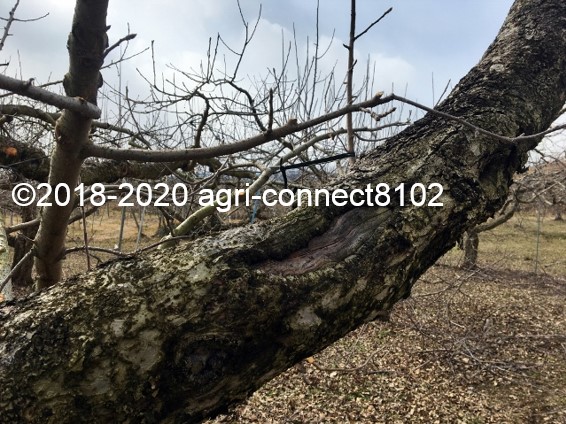 f:id:agri-connect:20200215214807j:plain f:id:agri-connect:20200215214807j:plain