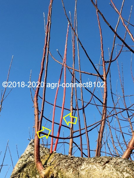 f:id:agri-connect:20200330224744j:plain f:id:agri-connect:20200330224744j:plain