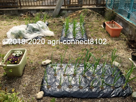 f:id:agri-connect:20200419215631j:plain f:id:agri-connect:20200419215631j:plain