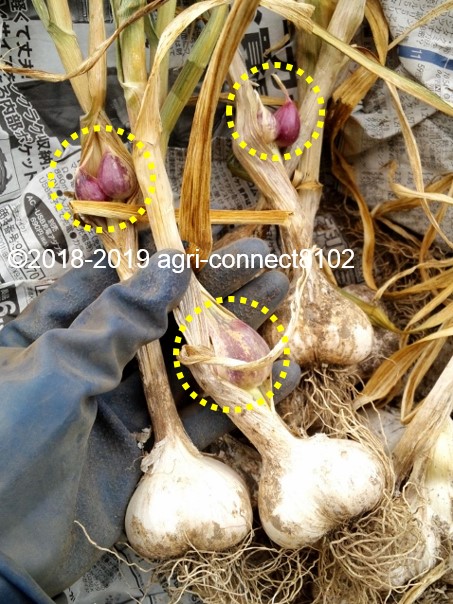f:id:agri-connect:20200419220517j:plain f:id:agri-connect:20200419220517j:plain
