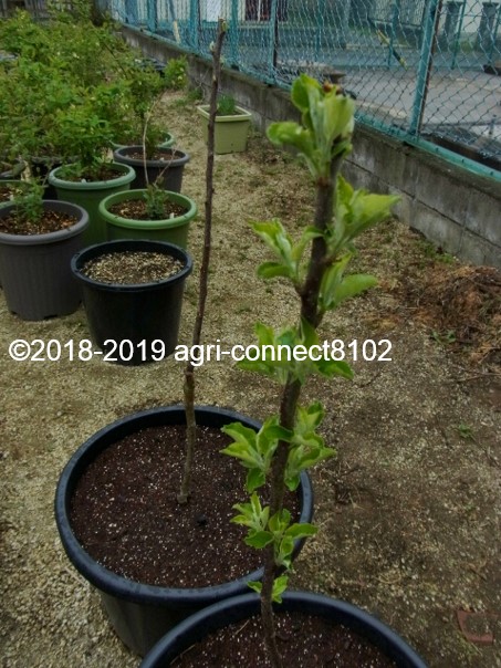 f:id:agri-connect:20200503210256j:plain f:id:agri-connect:20200503210256j:plain