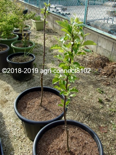f:id:agri-connect:20200503210311j:plain f:id:agri-connect:20200503210311j:plain