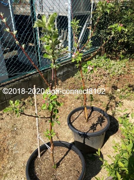 f:id:agri-connect:20200503210705j:plain f:id:agri-connect:20200503210705j:plain