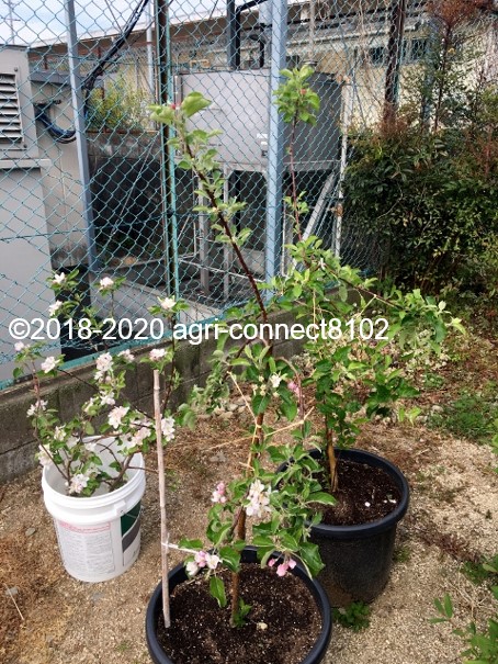 f:id:agri-connect:20200503210812j:plain f:id:agri-connect:20200503210812j:plain