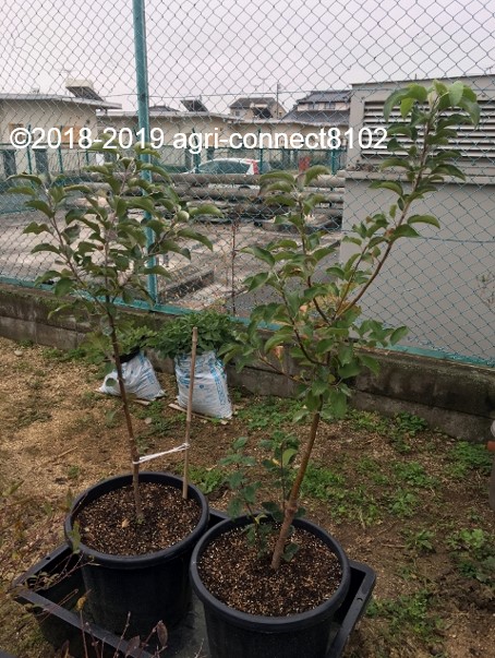 f:id:agri-connect:20200503212223j:plain f:id:agri-connect:20200503212223j:plain
