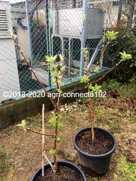 f:id:agri-connect:20200503213538j:plain f:id:agri-connect:20200503213538j:plain