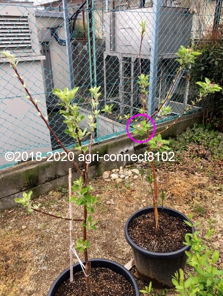 f:id:agri-connect:20200503213652j:plain f:id:agri-connect:20200503213652j:plain