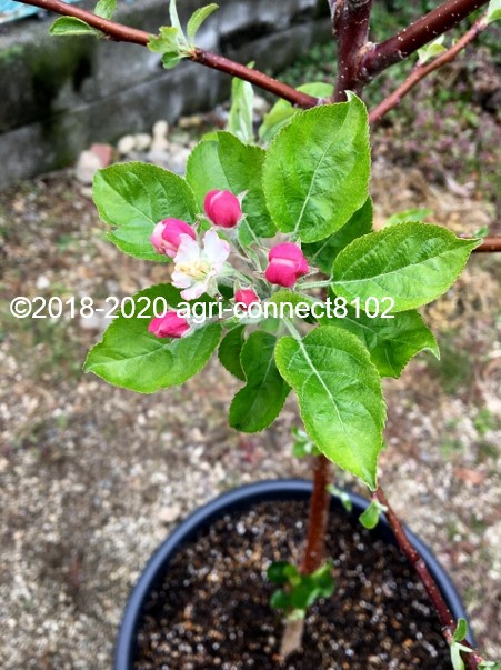 f:id:agri-connect:20200503213706j:plain f:id:agri-connect:20200503213706j:plain