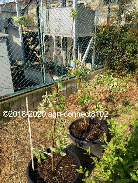 f:id:agri-connect:20200503213926j:plain f:id:agri-connect:20200503213926j:plain