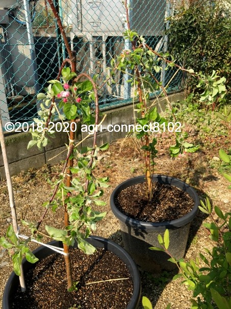 f:id:agri-connect:20200503213950j:plain f:id:agri-connect:20200503213950j:plain