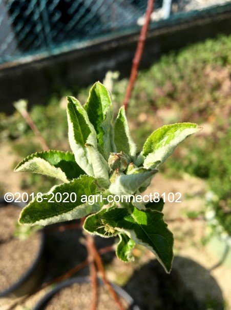 f:id:agri-connect:20200503222936j:plain f:id:agri-connect:20200503222936j:plain