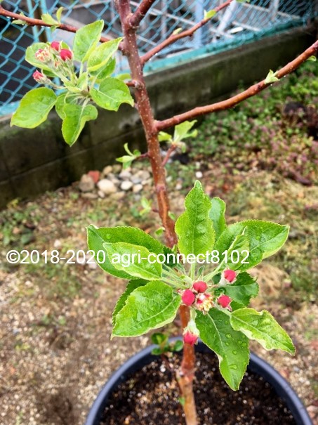 f:id:agri-connect:20200506111707j:plain f:id:agri-connect:20200506111707j:plain