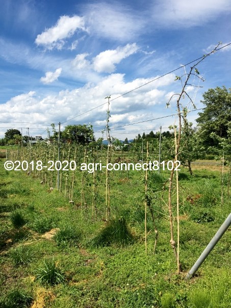 f:id:agri-connect:20200530220853j:plain f:id:agri-connect:20200530220853j:plain