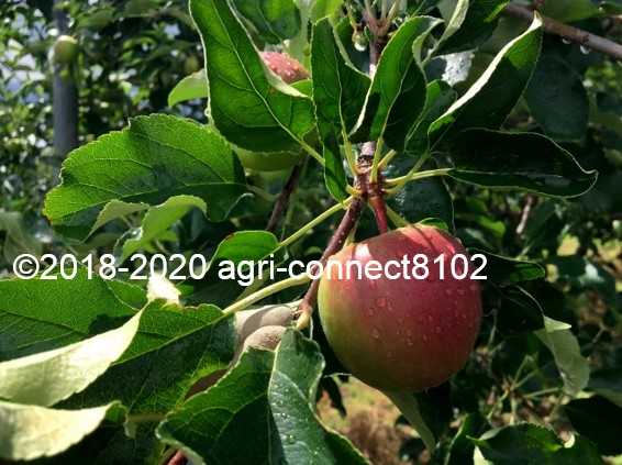 f:id:agri-connect:20200716223931j:plain f:id:agri-connect:20200716223931j:plain