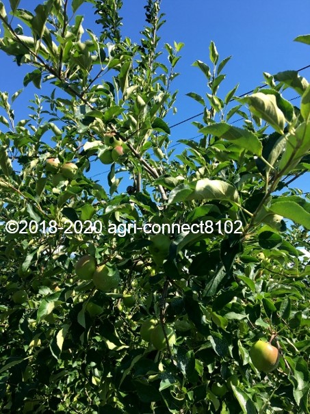 f:id:agri-connect:20200716224325j:plain f:id:agri-connect:20200716224325j:plain
