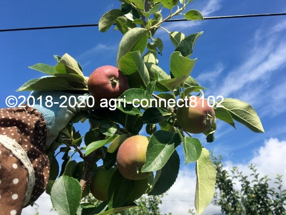 f:id:agri-connect:20200808211456j:plain