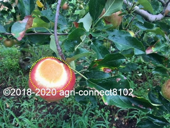 f:id:agri-connect:20200824220950j:plain f:id:agri-connect:20200824220950j:plain