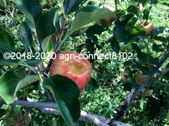 f:id:agri-connect:20200904230007j:plain f:id:agri-connect:20200904230007j:plain