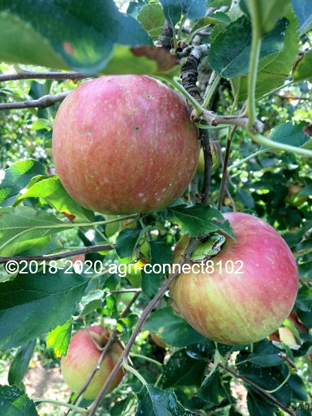 f:id:agri-connect:20200904230438j:plain f:id:agri-connect:20200904230438j:plain