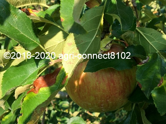 f:id:agri-connect:20200904231019j:plain f:id:agri-connect:20200904231019j:plain