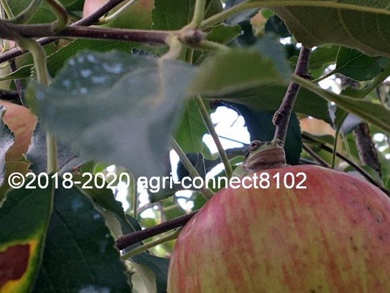 f:id:agri-connect:20200904232849j:plain f:id:agri-connect:20200904232849j:plain