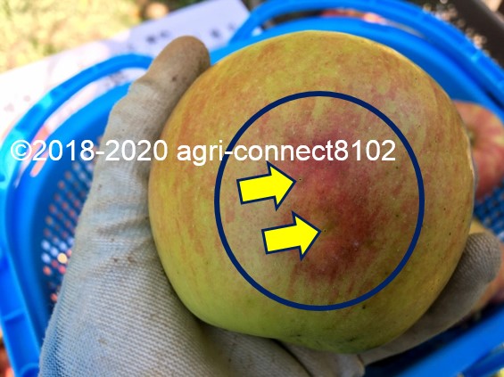 f:id:agri-connect:20200904234149j:plain f:id:agri-connect:20200904234149j:plain