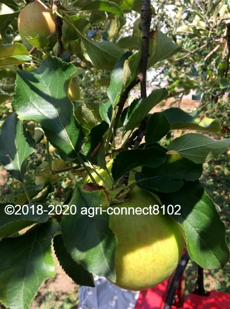 f:id:agri-connect:20200904234845j:plain f:id:agri-connect:20200904234845j:plain