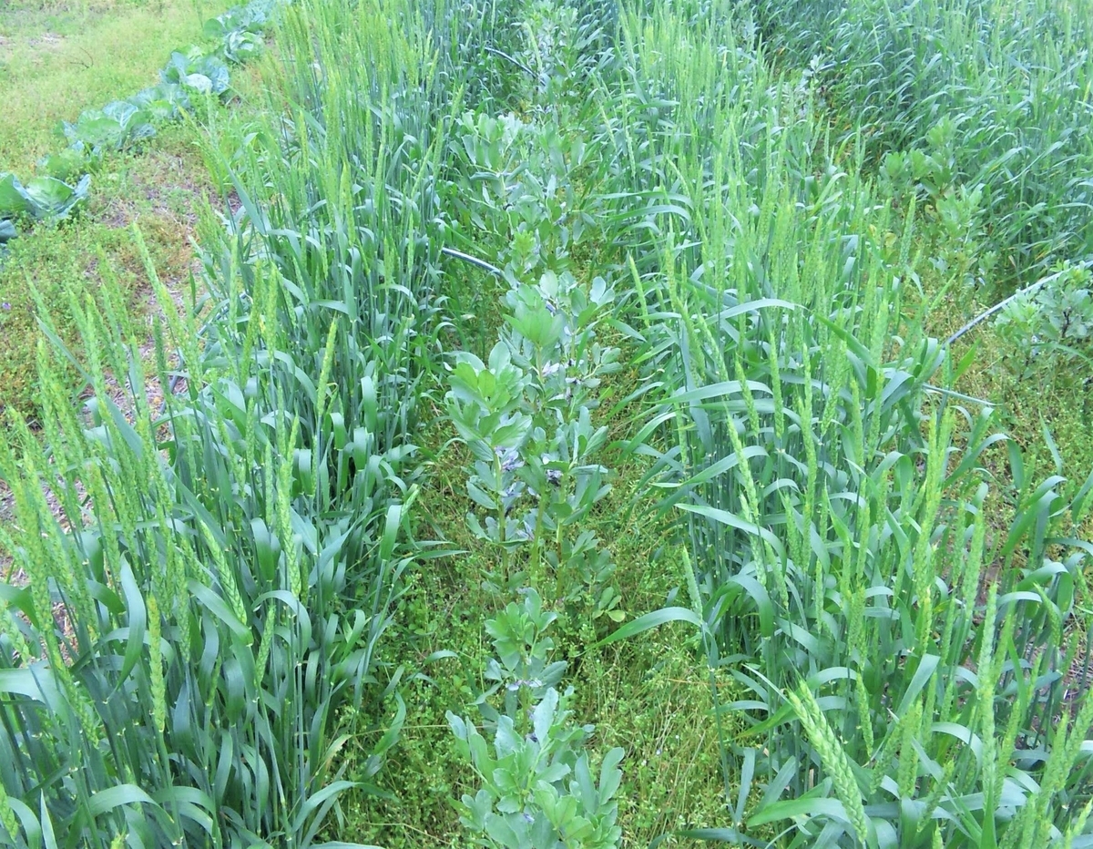 コンパニオンプランツ 混植について 菜園アドバイザーあぐりんのつぶやきプラスa