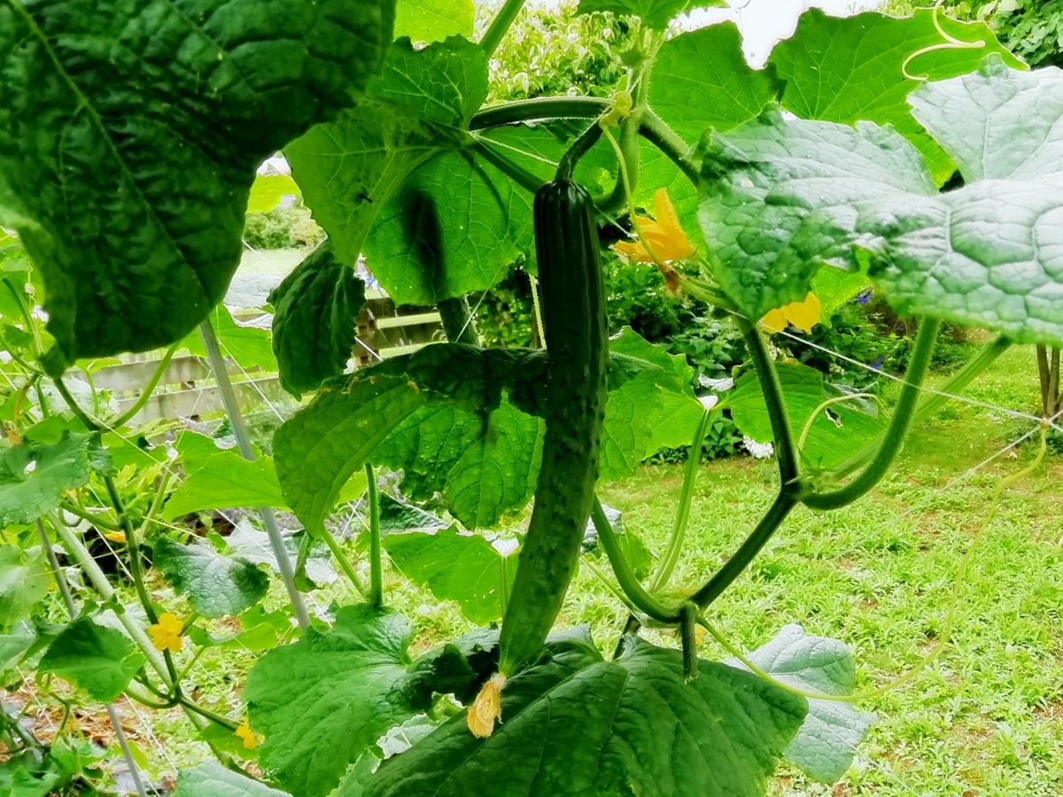 野菜栽培のポイント 果菜類ウリ科編 菜園アドバイザーあぐりんのつぶやきプラスa