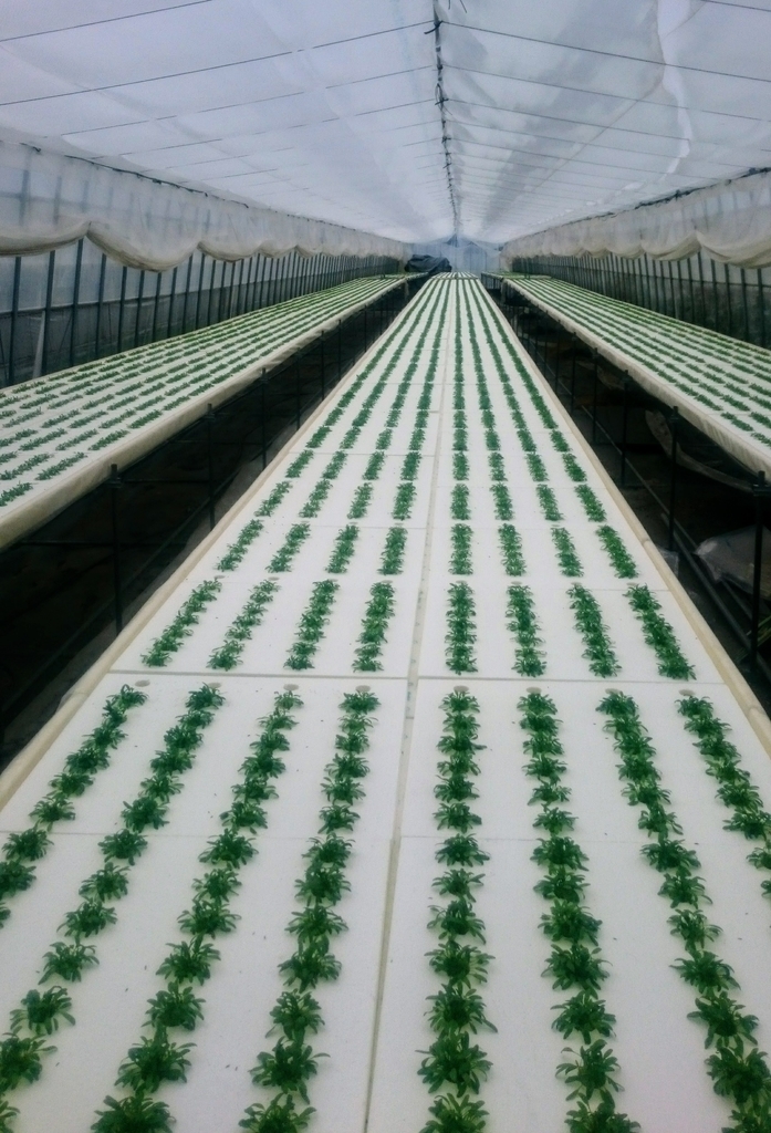 水耕栽培 Nft を安価で導入できるシステム イケックス 養液栽培肥料 資材とハウス機器の販売 水耕栽培 Nft を安価で導入できるシステム イケックス 養液栽培肥料 資材とハウス機器の販売