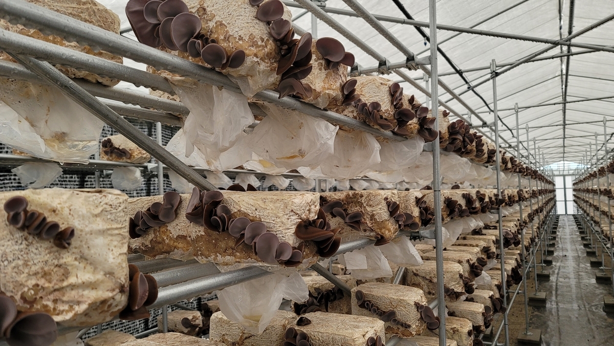 水耕栽培用棚、ビニールハウス鉄骨