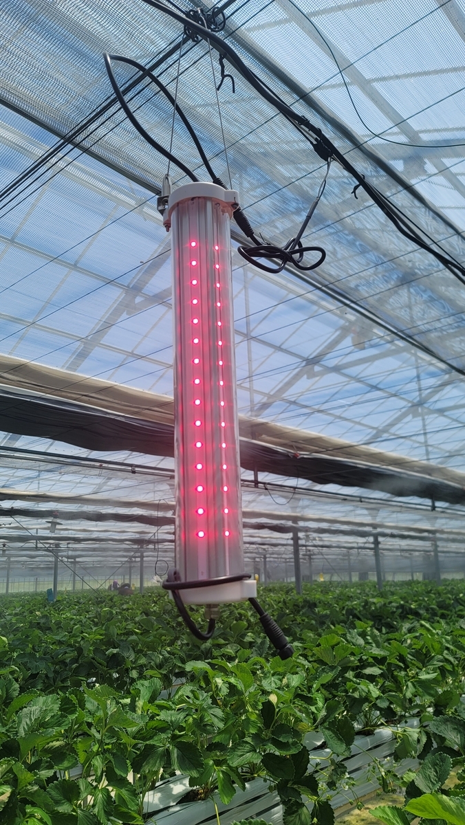 アグリインセクト特別セール！期間限定価格 - イケックス「養液栽培