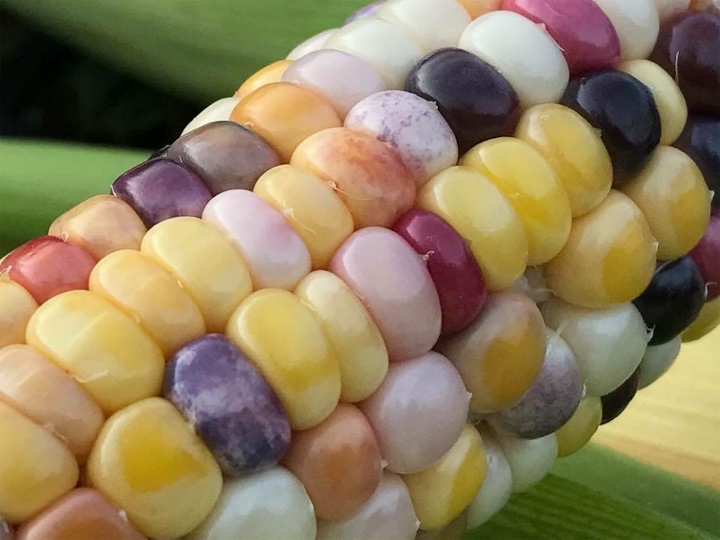 レインボーコーンの収穫 大朝アグリカルチャーラボ