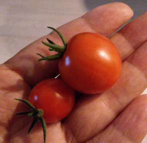 f:id:agura-huma:20190710102425p:plain