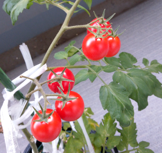 f:id:agura-huma:20190727092149p:plain