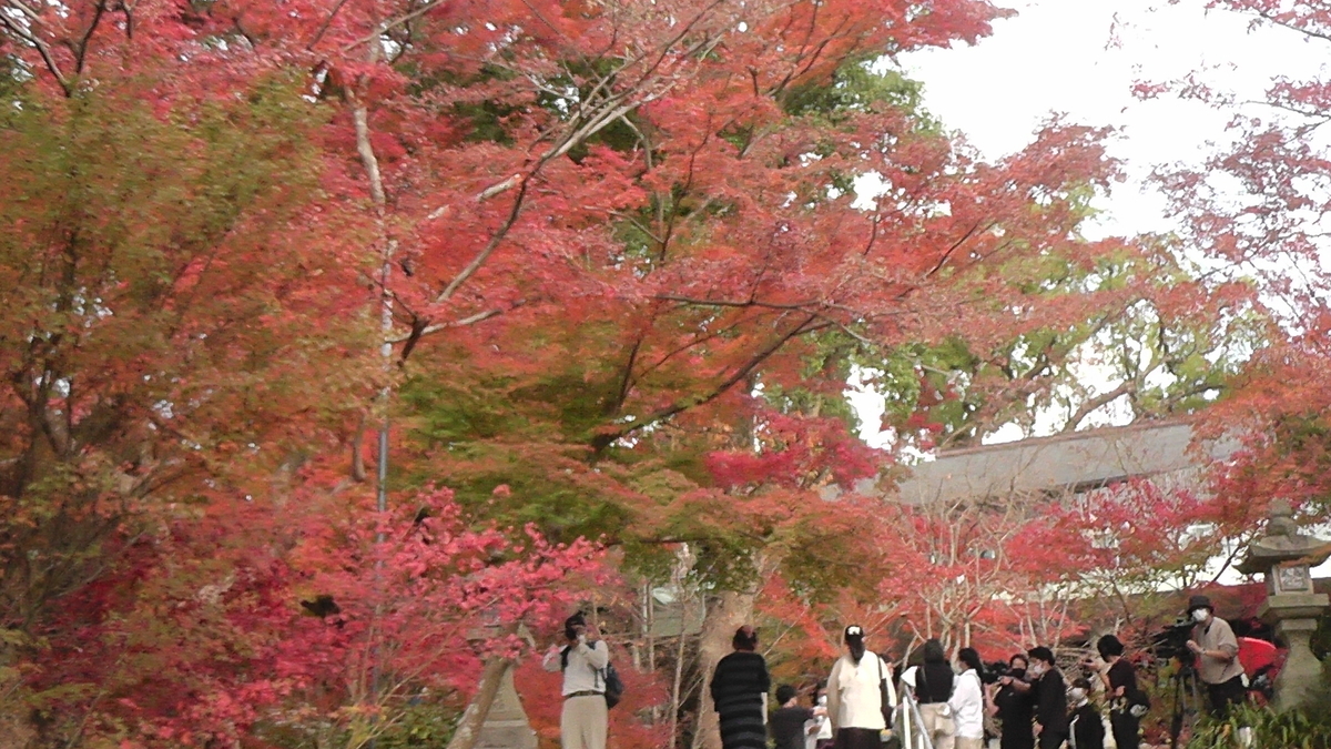 f:id:agura-huma:20201120124316j:plain
