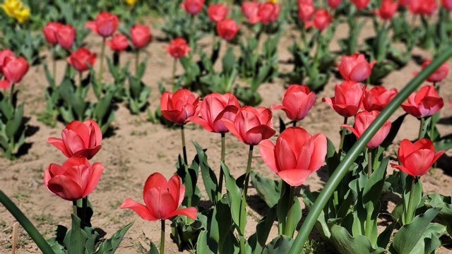 f:id:agura-huma:20210409114149j:plain