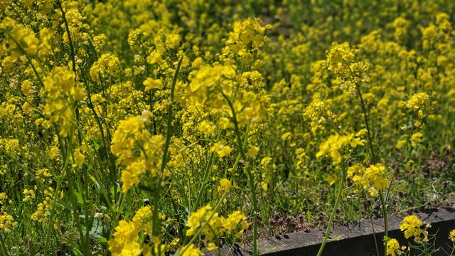 f:id:agura-huma:20210409114201j:plain