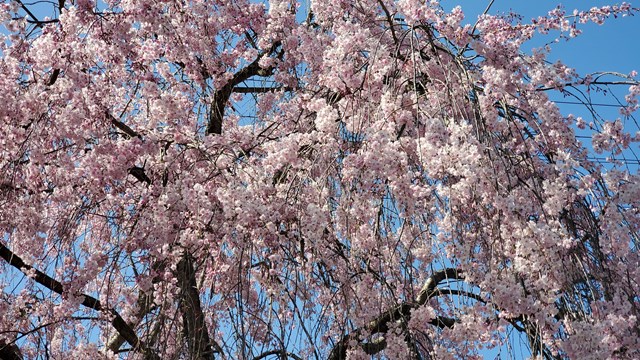 f:id:agura-huma:20210409114325j:plain