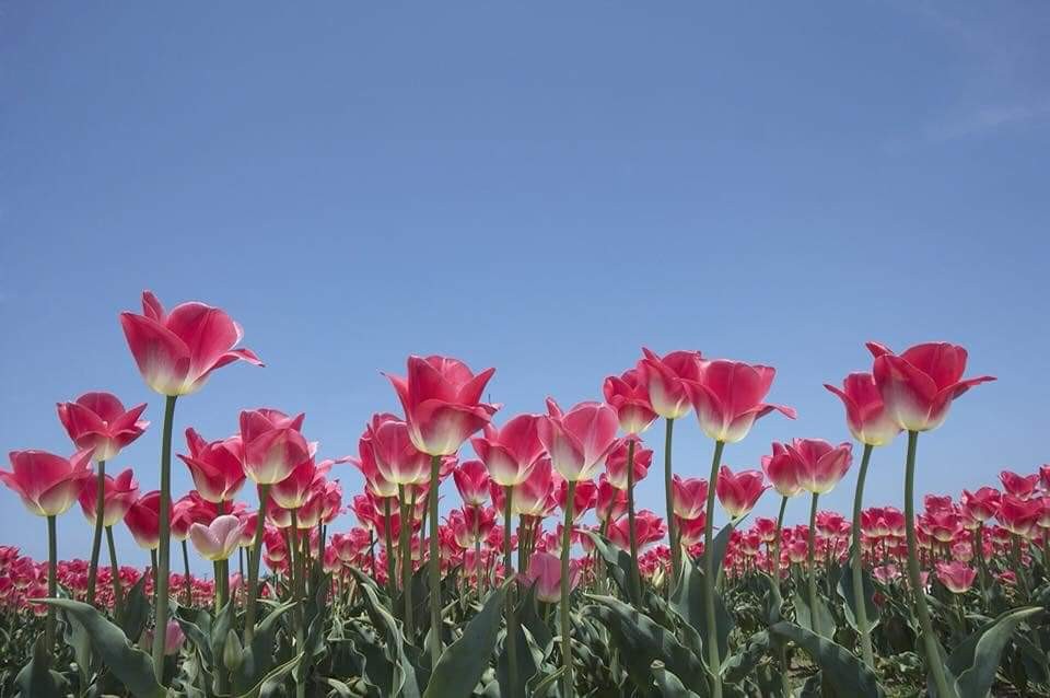 f:id:aguri-therapyfarm-rainbow6868:20190511215600j:image f:id:aguri-therapyfarm-rainbow6868:20190511215600j:image