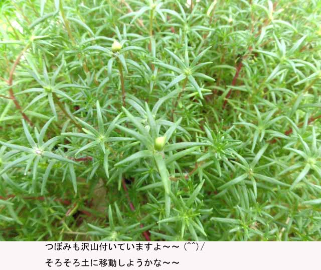 f:id:aguribiwako:20160616161538j:plain