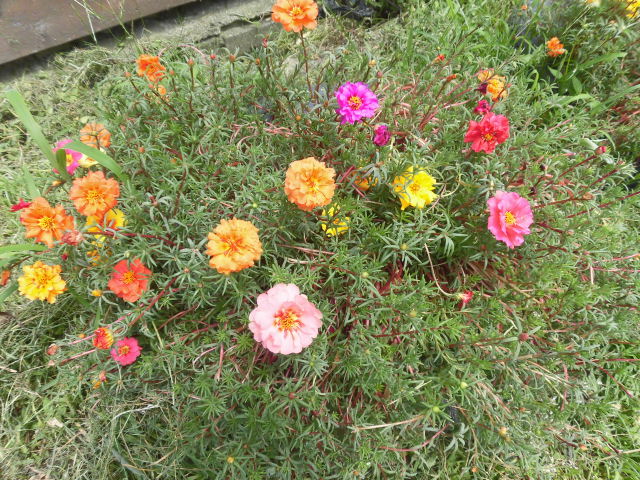 f:id:aguribiwako:20160718141456j:plain