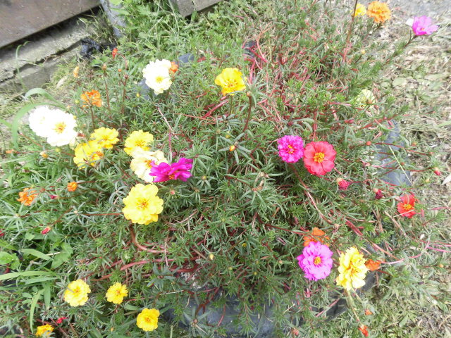 f:id:aguribiwako:20160718141538j:plain
