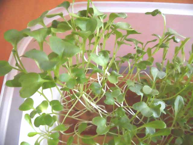 f:id:aguribiwako:20160718150016j:plain