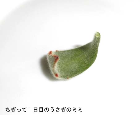 f:id:aguribiwako:20160917142012j:plain