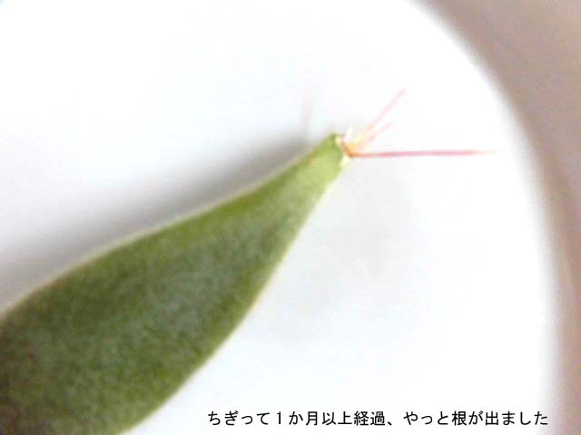 f:id:aguribiwako:20160917142019j:plain