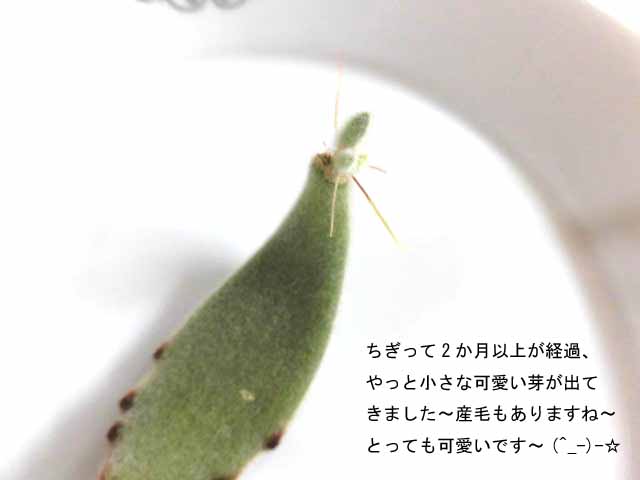 f:id:aguribiwako:20160917142025j:plain