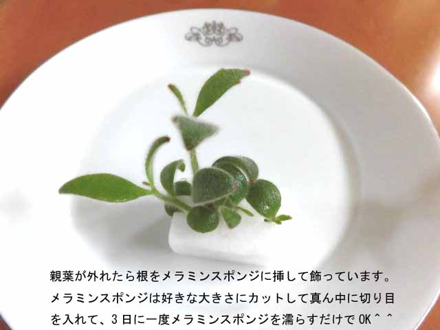f:id:aguribiwako:20160917142031j:plain