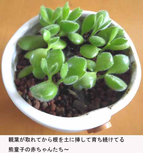 f:id:aguribiwako:20160917142041j:plain